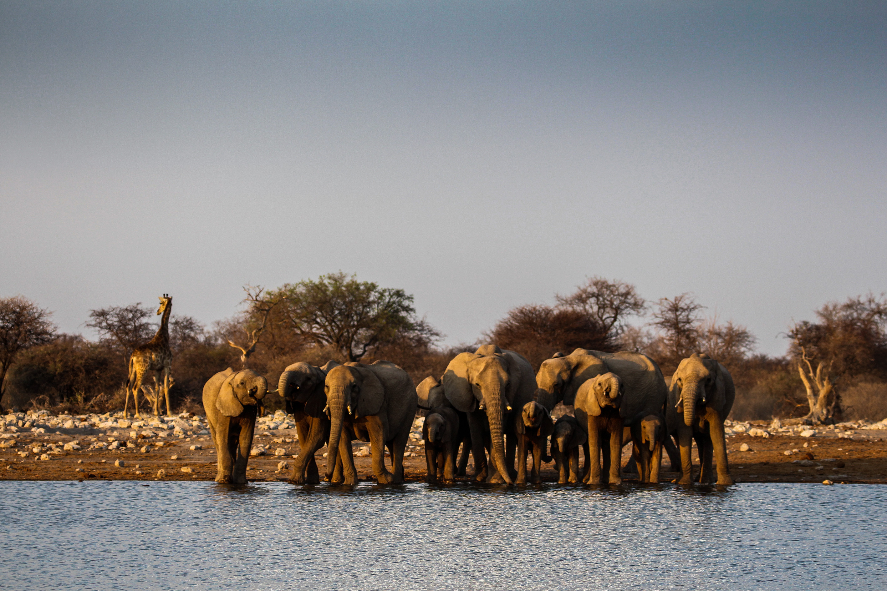 A glimpse of Etosha Nature Travel Namibia