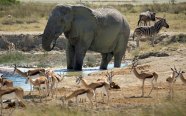 Etosha National Park Nature Travel Namibia
